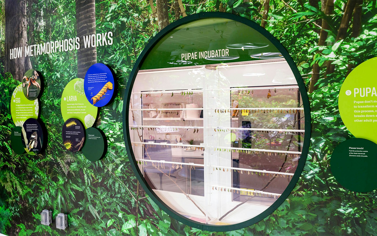 Butterfly metamorphosis exhibit at Davis Family Butterfly Vivarium, American Museum of Natural History.