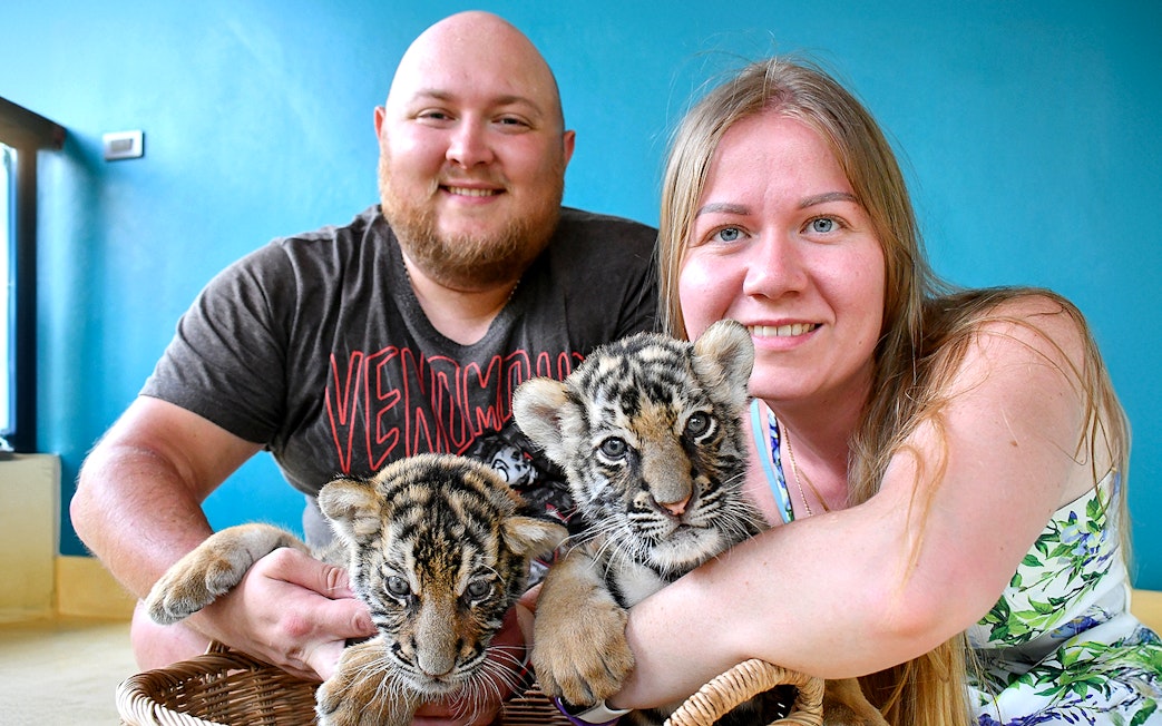 Visitors interacting with tiger cubs at Tiger Park, Thailand.