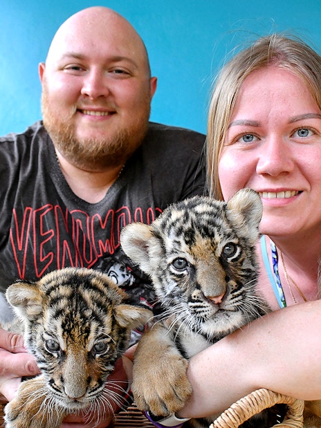 Visitors interacting with tiger cubs at Tiger Park, Thailand.