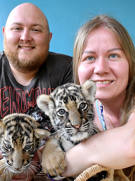 Visitors interacting with tiger cubs at Tiger Park, Thailand.