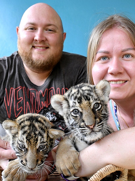 Visitors interacting with tiger cubs at Tiger Park, Thailand.
