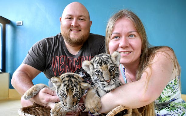 Visitors interacting with tiger cubs at Tiger Park, Thailand.