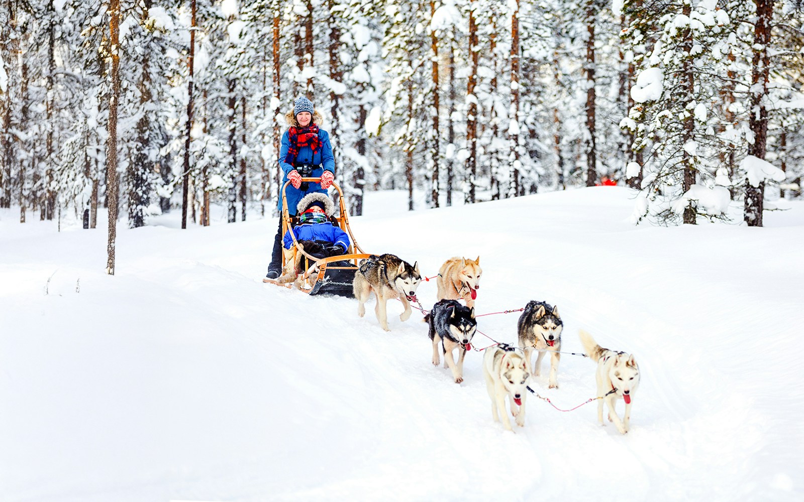 Husky sledding through snowy forest in Lapland during winter.