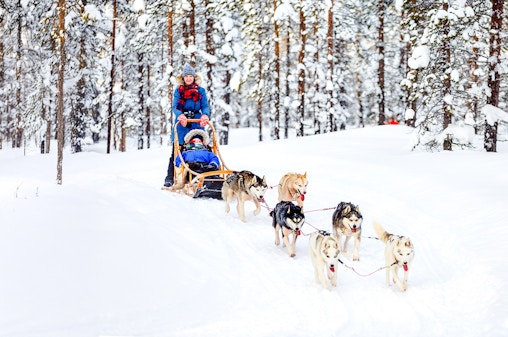 From Rovaniemi: Husky Sledding Experience
