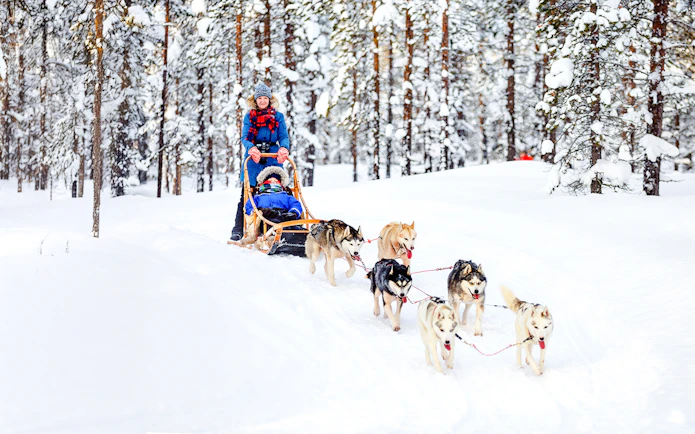 Husky sledding through snowy forest in Lapland during winter.