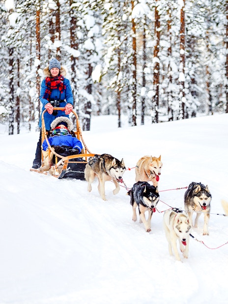 Husky sledding through snowy forest in Lapland during winter.