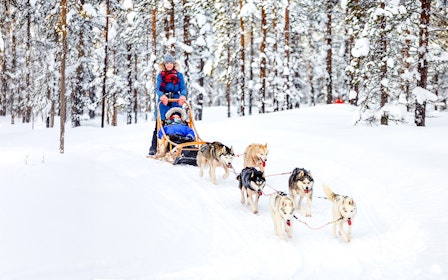 From Rovaniemi: Husky Sledding Experience