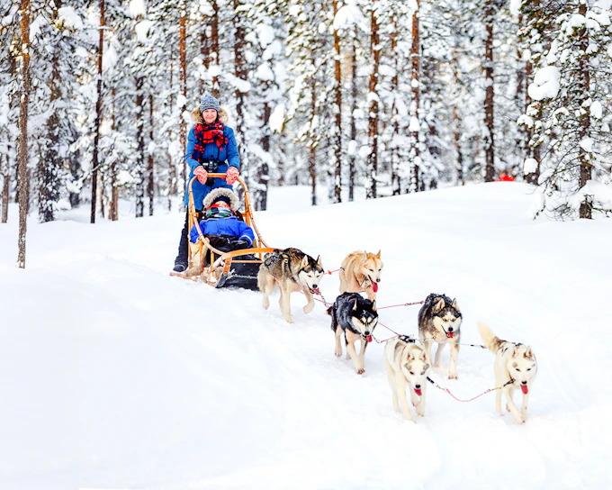 From Rovaniemi: Husky Sledding Experience
