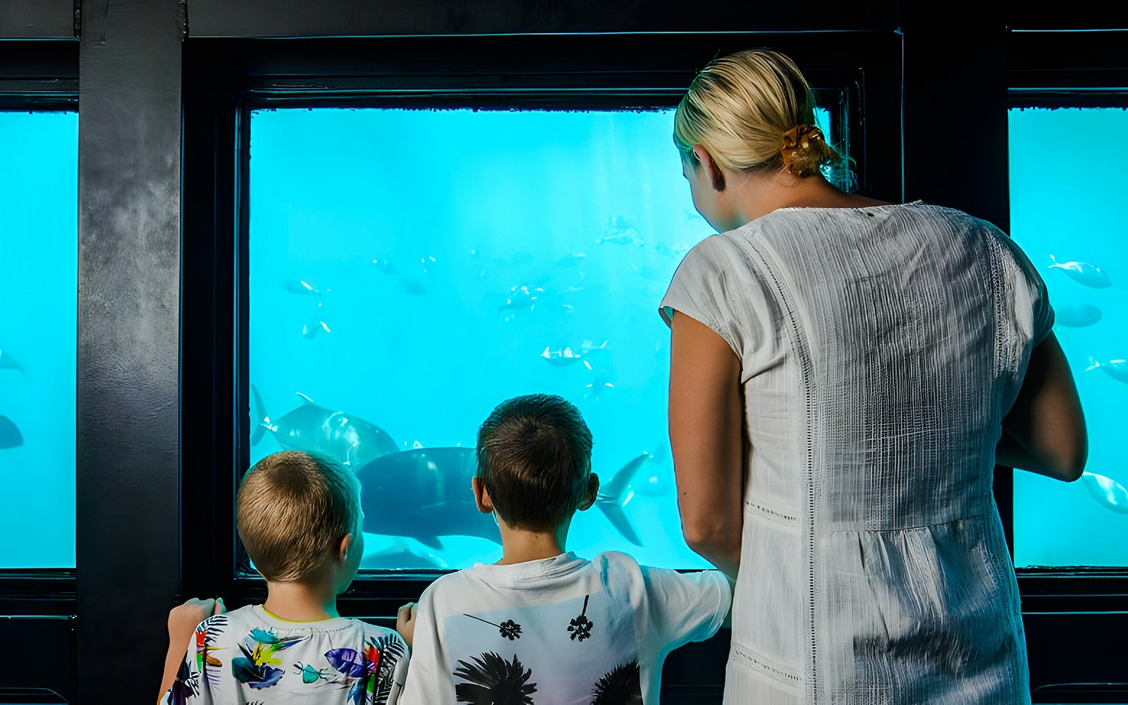 People observing fish through windows at an underwater observatory, Great Barrier Reef.