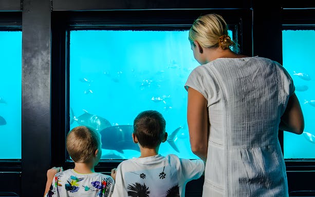People observing fish through windows at an underwater observatory, Great Barrier Reef.