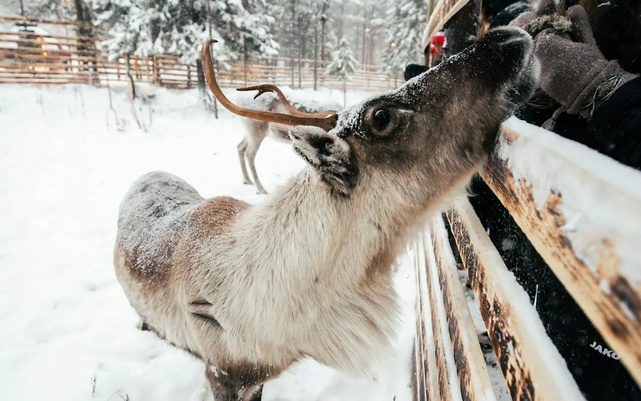 Reindeer being fed in snowy Lapland Winter Park, Rovaniemi.