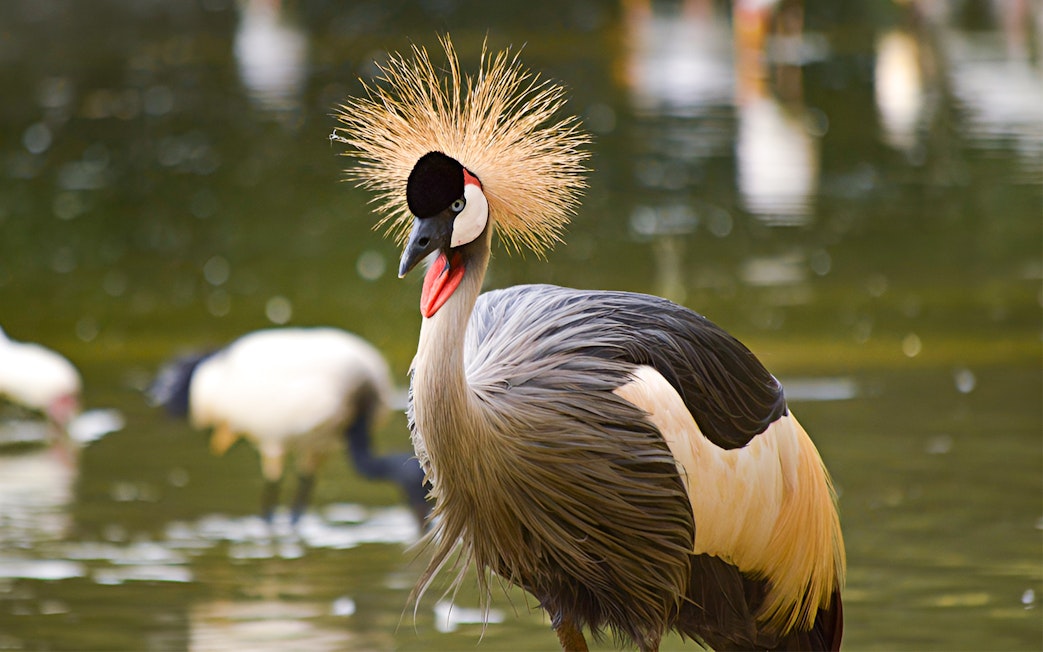 Crowned crane by a pond at Okinawa Neo Park.