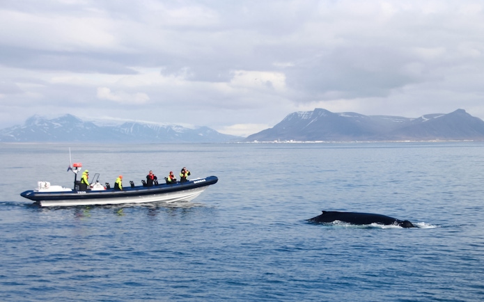 Guests on RIB speedboat watching a whale in Icelandic waters.