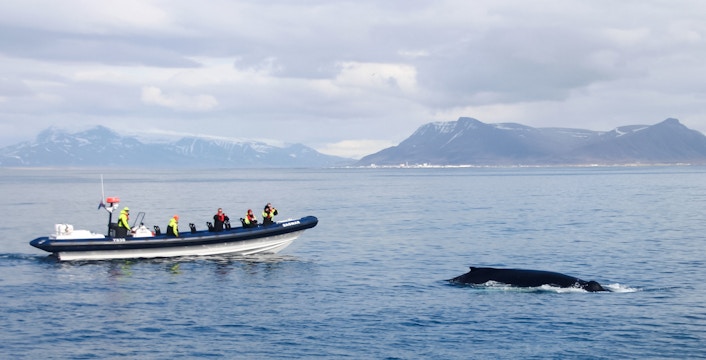 Iceland RIB Whale Watching Tours