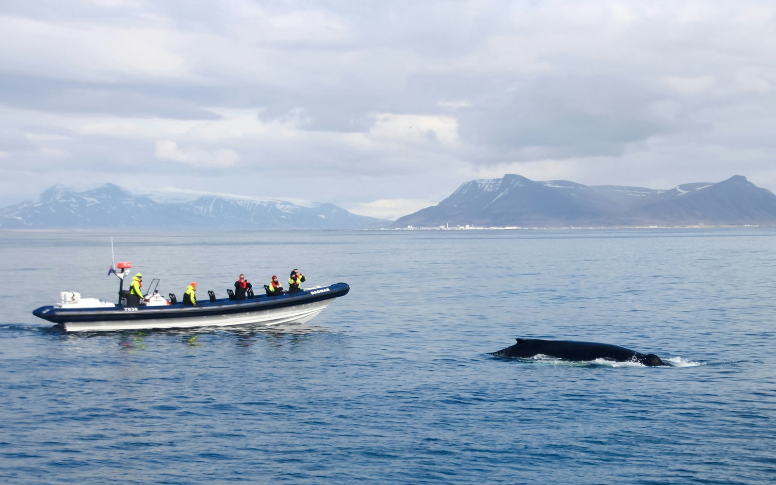 Guests on RIB speedboat watching a whale in Icelandic waters.