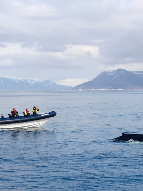 Guests on RIB speedboat watching a whale in Icelandic waters.