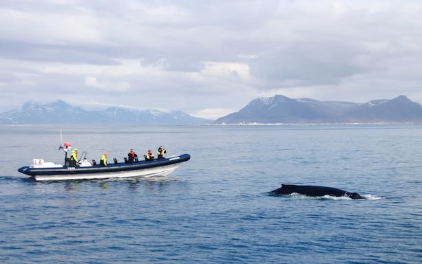 Guests on RIB speedboat watching a whale in Icelandic waters.