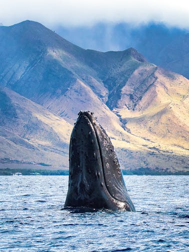 Observation des baleines à Maui