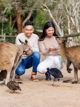 Visitors feeding kangaroos at Moonlit Sanctuary Wildlife Conservation Park, Melbourne.