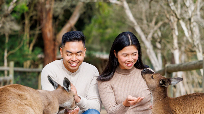 Visitors feeding kangaroos at Moonlit Sanctuary Wildlife Conservation Park, Melbourne.