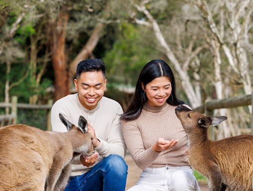 Visitors feeding kangaroos at Moonlit Sanctuary Wildlife Conservation Park, Melbourne.