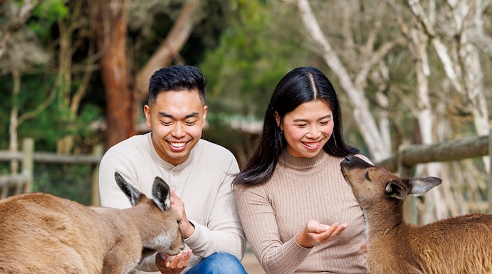 Visitors feeding kangaroos at Moonlit Sanctuary Wildlife Conservation Park, Melbourne.