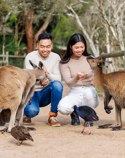 Visitors feeding kangaroos at Moonlit Sanctuary Wildlife Conservation Park, Melbourne.