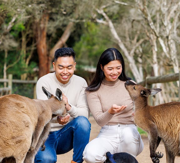 Visitors feeding kangaroos at Moonlit Sanctuary Wildlife Conservation Park, Melbourne.