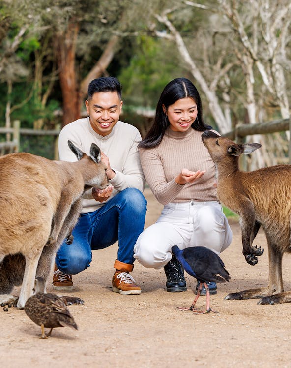 Visitors feeding kangaroos at Moonlit Sanctuary Wildlife Conservation Park, Melbourne.