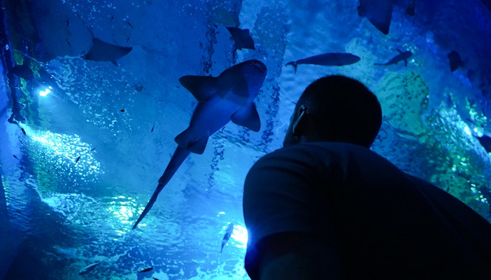 Man observing shark swimming in Seville Aquarium.
