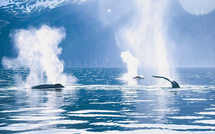 Whales spouting water in Husavik bay, Iceland, viewed from a silent boat.