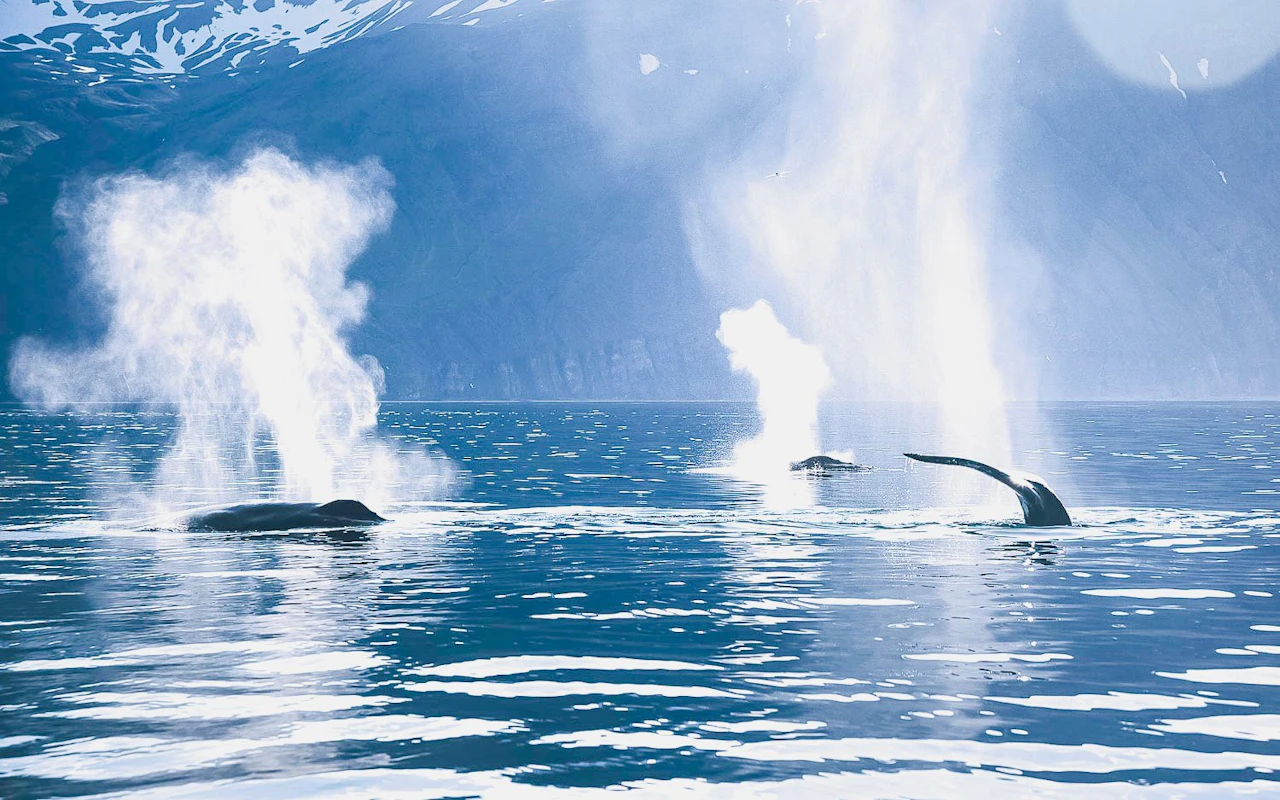 Husavik: Silent Whale Watching Tour on Carbon Neutral Oak Boat — 7