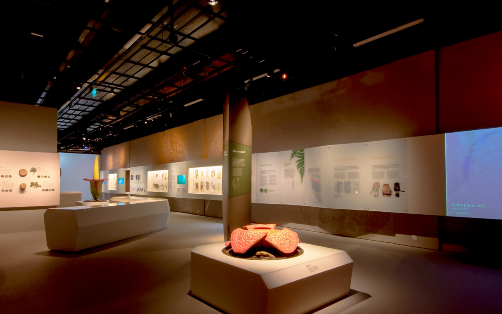 Model of Rafflesia flower in Lee Kong Chian Natural History Museum botany section.