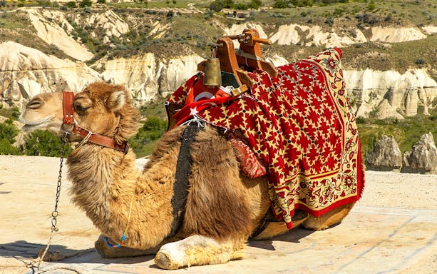 Camel with traditional saddle resting in Cappadocia landscape.