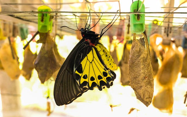 Butterfly emerging from chrysalis at Kemenuh Butterfly Park, Bali.