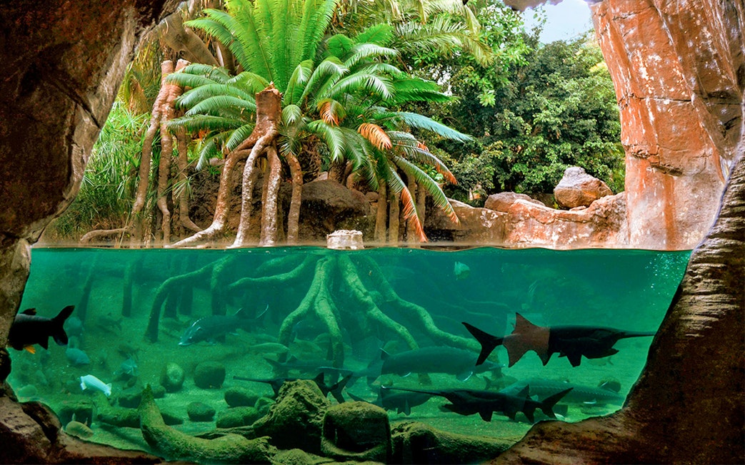 Underwater view of fish and tree roots at Bioparc Valencia.