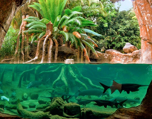 Underwater view of fish and tree roots at Bioparc Valencia.