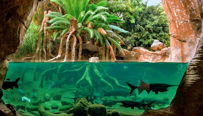 Dive into the Cave of Kitum