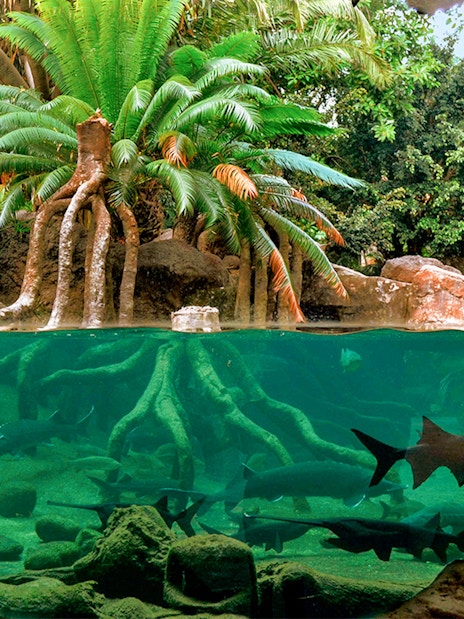 Underwater view of fish and tree roots at Bioparc Valencia.