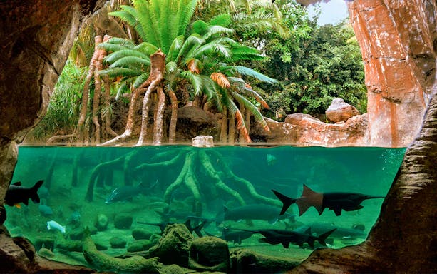 Underwater view of fish and tree roots at Bioparc Valencia.