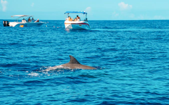 Dolphin swimming near boats in Le Morne, Mauritius.