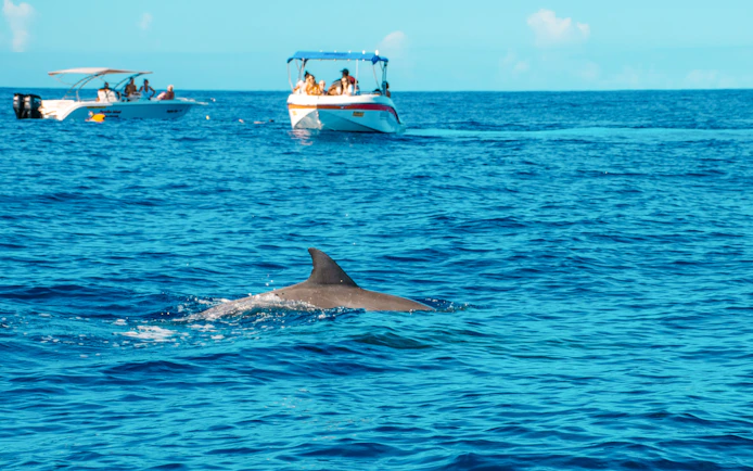 Dolphin swimming near boats in Le Morne, Mauritius.