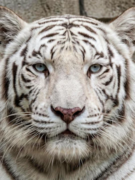 White tiger face at Tobu Zoo Park, Japan.