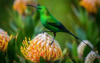 Bird perched on a vibrant flower at Kirstenbosch Botanical Garden.