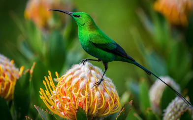 Bird perched on a vibrant flower at Kirstenbosch Botanical Garden.