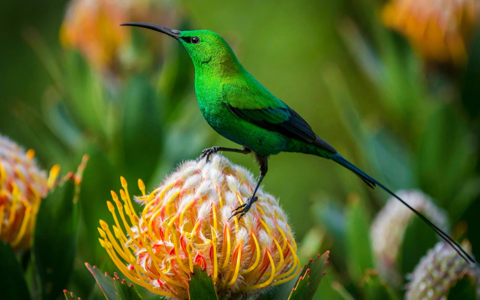 Bird perched on a vibrant flower at Kirstenbosch Botanical Garden.