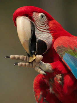 Scarlet macaw eating at Parco Natura Viva, Italy.