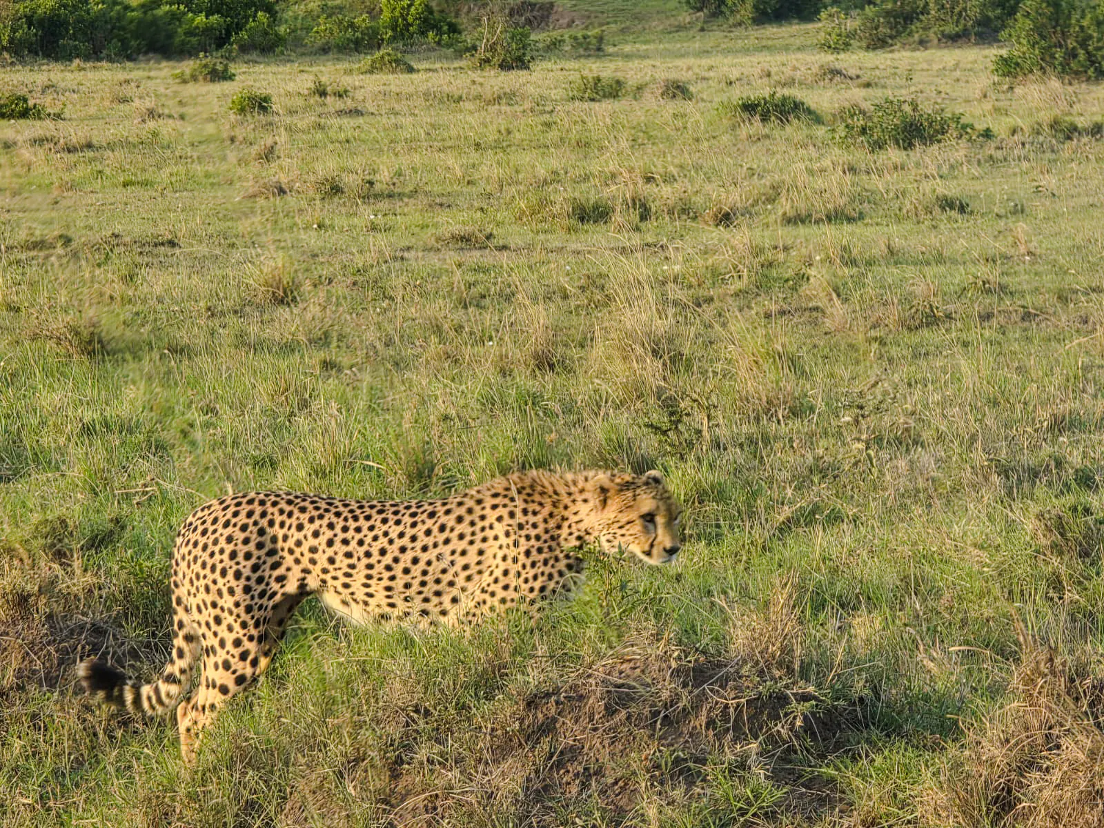 Cheetah walking through grassland in Maasai Mara during group safari.