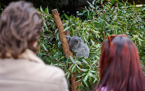 Tourists observing a koala at Lone Pine Koala Sanctuary.