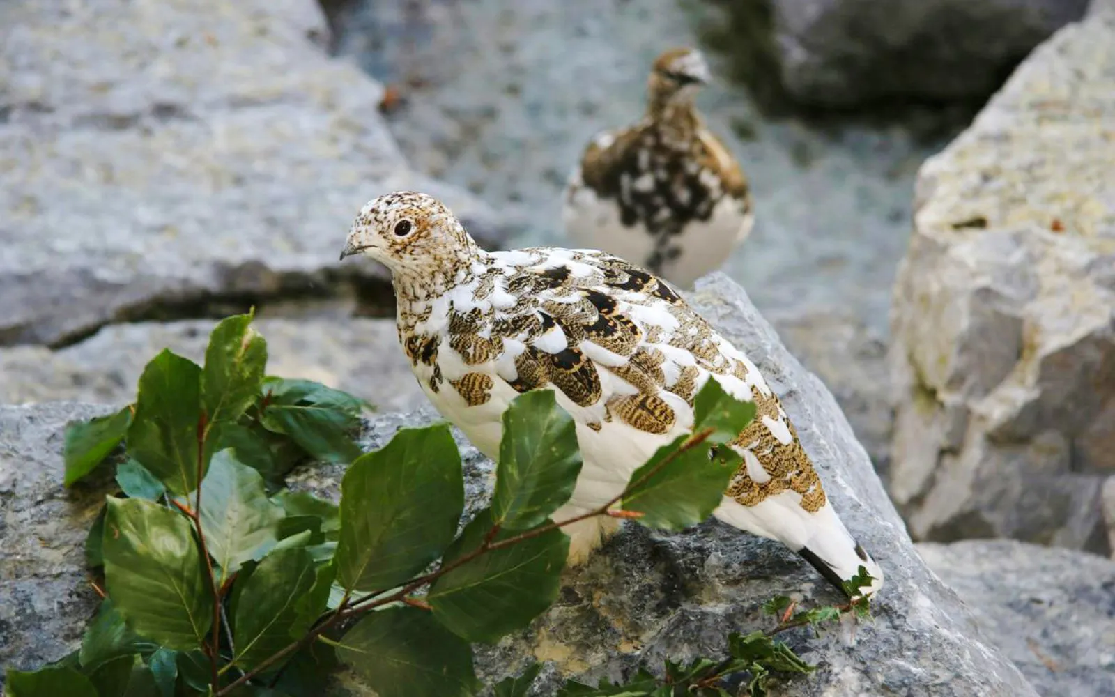 White-tailed ptarmigan on rocks at Alpenzoo Innsbruck.